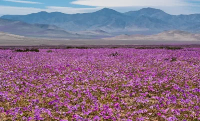 Guía para Arrendar Cabaña en La Serena y el Valle del Elqui