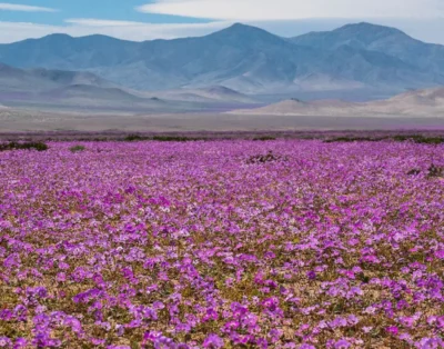 Guía para Arrendar Cabaña en La Serena y el Valle del Elqui