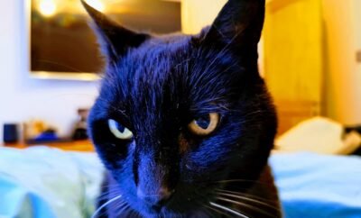 De “Cabaña Linda” a “Cabaña Bosque Mágico Pucón”: El Arte de Nombrar tu Propiedad para que la Encuentren